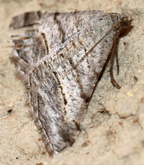 Digrammia pallorata