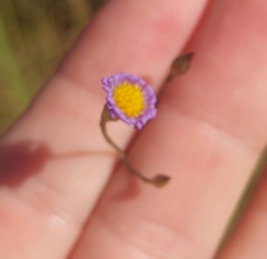 Boltonia diffusa