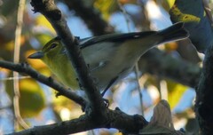 Vireo flavifrons