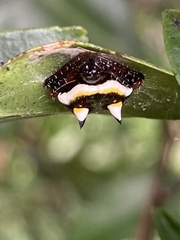 Poecilopachys australasia