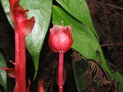 Monotropa coccinea