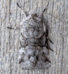 Sympistis chionanthi