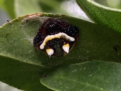 Poecilopachys australasia