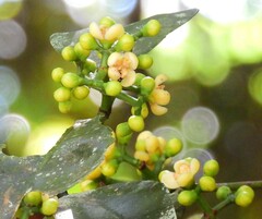 Garcinia warrenii