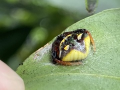 Poecilopachys australasia