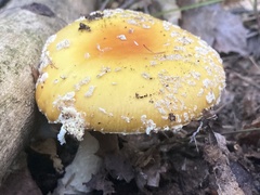 Amanita wellsii
