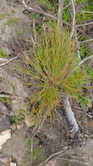 Carex sychnocephala