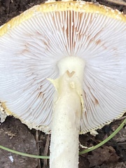 Amanita wellsii