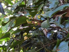 Garcinia warrenii