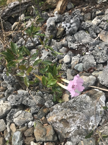 Tabebuia heterophylla