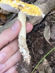 Amanita wellsii