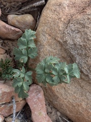 Cymopterus rosei