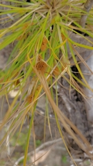 Carex sychnocephala