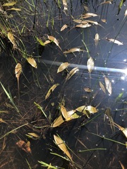 Potamogeton cheesemanii