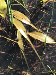 Potamogeton cheesemanii