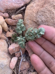 Cymopterus rosei