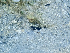 Cryptocentrus leucostictus