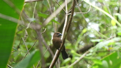 Cyanoloxia cyanoides