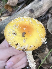 Amanita wellsii