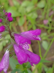 Physostegia ledinghamii
