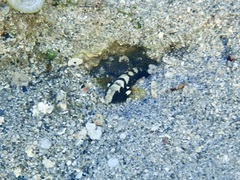 Cryptocentrus leucostictus