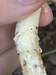 Amanita wellsii