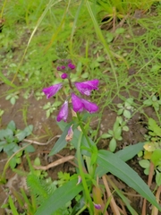 Physostegia ledinghamii