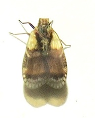 Bothriocera