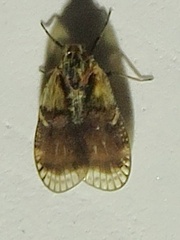 Bothriocera