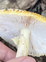 Amanita wellsii