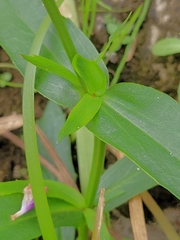 Physostegia ledinghamii
