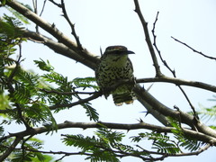 Campylorhynchus jocosus