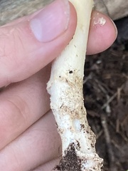 Amanita wellsii