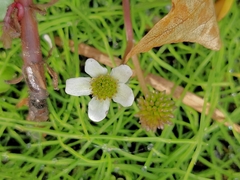 Caltha natans
