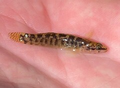 Etheostoma flabellare