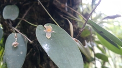 Pleurothallis pansamalae