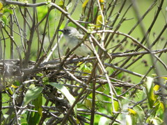 Vireo nelsoni