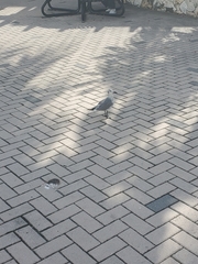 Leucophaeus atricilla