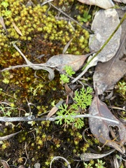 Daucus glochidiatus