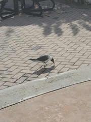 Leucophaeus atricilla