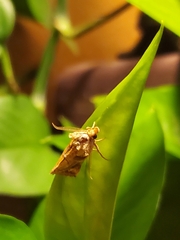 Plusiodonta compressipalpis