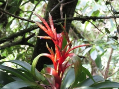Tillandsia guatemalensis