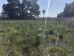 Allittia cardiocarpa