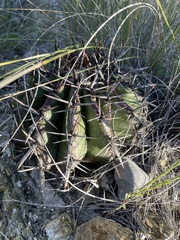 Echinocactus platyacanthus