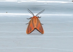 Hypoprepia miniata
