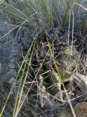 Echinocactus platyacanthus
