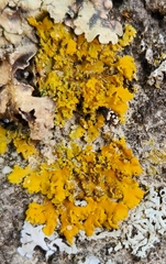 Xanthomendoza ulophyllodes