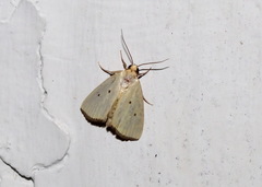 Marimatha nigrofimbria