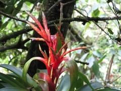 Tillandsia guatemalensis