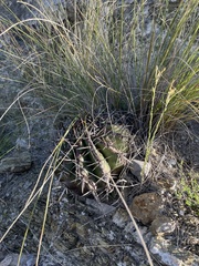 Echinocactus platyacanthus